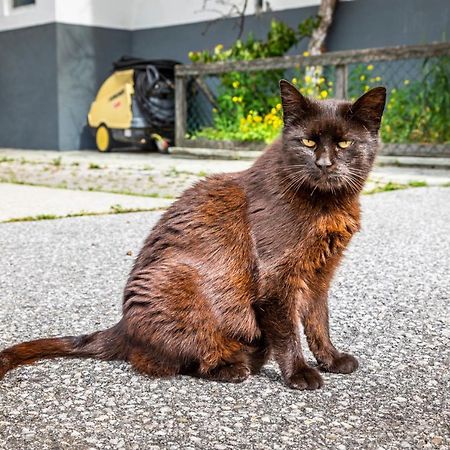 Biohof Untergrabenbauer Apartman Lidaun Kültér fotó