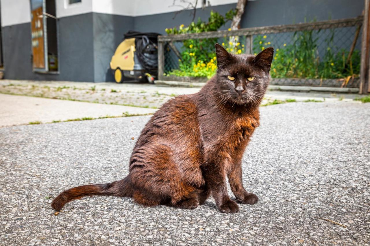 Biohof Untergrabenbauer Apartman Lidaun Kültér fotó