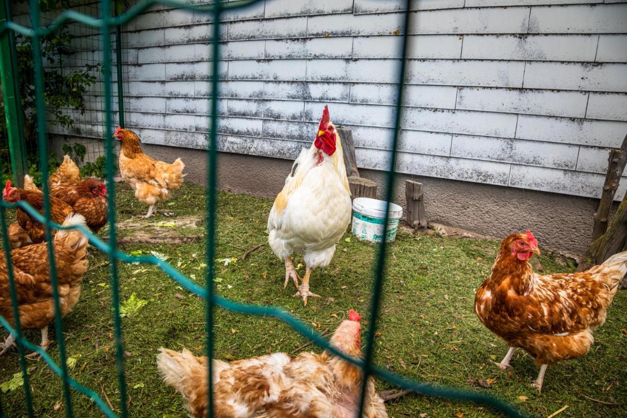 Biohof Untergrabenbauer Apartman Lidaun Kültér fotó